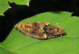 Attēlu rezultāti vaicājumam “Celypha siderana”