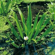 Attēlu rezultāti vaicājumam “Stratiotes aloides flower”