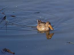 Attēlu rezultāti vaicājumam “Anas clypeata”