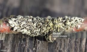 Attēlu rezultāti vaicājumam “Physcia aipolia”