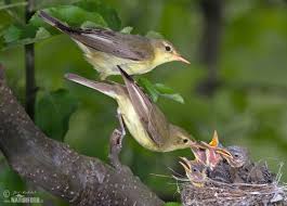 Attēlu rezultāti vaicājumam “Hippolais icterina adult”