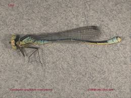 Attēlu rezultāti vaicājumam “Coenagrion armatum male”