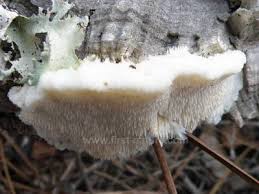 Attēlu rezultāti vaicājumam “Diderma ochraceum spores”