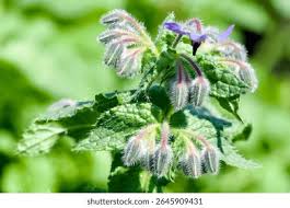Attēlu rezultāti vaicājumam “Borago officinalis bud”