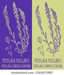 Attēlu rezultāti vaicājumam “Polygala amarella leaf”