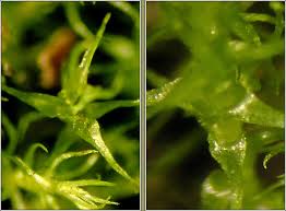 Attēlu rezultāti vaicājumam “Dicranella schreberiana”