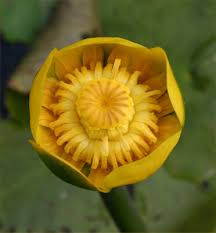 Attēlu rezultāti vaicājumam “Nuphar lutea fruit”