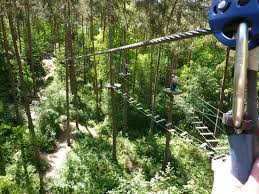 Image result for Go Ape! Alice Holt
