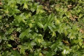 Attēlu rezultāti vaicājumam “Mnium marginatum”