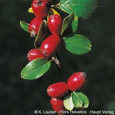Attēlu rezultāti vaicājumam “Cotoneaster divaricatus fruit”