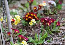 Attēlu rezultāti vaicājumam “Primula x polyantha flower”