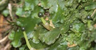 Attēlu rezultāti vaicājumam “Pellia endiviifolia sporophyte”