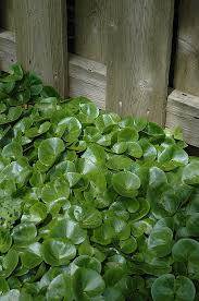 Attēlu rezultāti vaicājumam “Asarum europaeum”