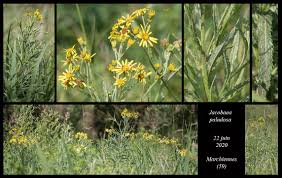 Attēlu rezultāti vaicājumam “Jacobaea paludosa leaf”