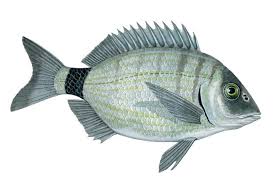 Image result for Diplodus sargus