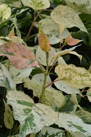 Attēlu rezultāti vaicājumam “Populus x jackii”