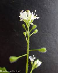 Attēlu rezultāti vaicājumam “Circaea alpina leaf”