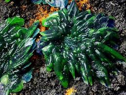 Attēlu rezultāti vaicājumam “Riccia sorocarpa macro”