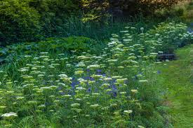 Attēlu rezultāti vaicājumam “Cenolophium denudatum”