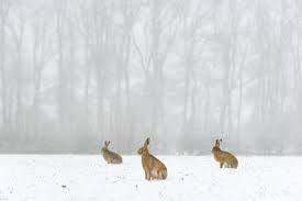 Attēlu rezultāti vaicājumam “Lepus europaeus adult”