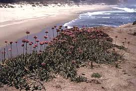 Attēlu rezultāti vaicājumam “Polygonaceae”