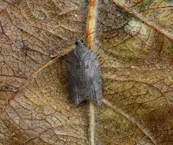 Attēlu rezultāti vaicājumam “Acleris aspersana”