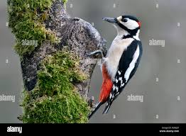 Attēlu rezultāti vaicājumam “Dendrocopos major male”