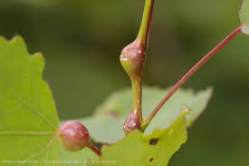 Attēlu rezultāti vaicājumam “Contarinia petioli”