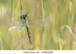 Attēlu rezultāti vaicājumam “Aeshna viridis”