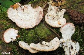 Attēlu rezultāti vaicājumam “Postia guttulata”