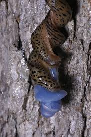 Attēlu rezultāti vaicājumam “Limax maximus”