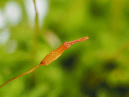 Attēlu rezultāti vaicājumam “Hedwigia ciliata sporophyte”