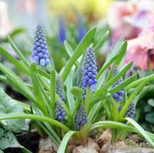 Attēlu rezultāti vaicājumam “Muscari armeniacum”