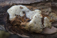 Attēlu rezultāti vaicājumam “Antrodia pulvinascens”