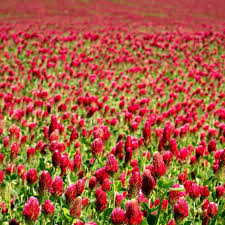 Image result for Trifolium incarnatum