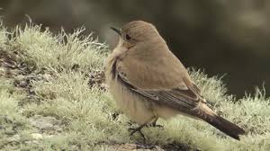 Attēlu rezultāti vaicājumam “Oenanthe oenanthe juvenile”