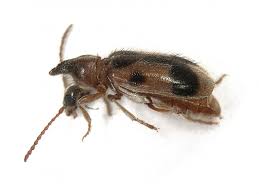 Attēlu rezultāti vaicājumam “Anthicidae”