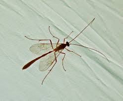 Attēlu rezultāti vaicājumam “Ichneumonidae imago”