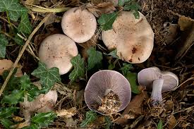 Attēlu rezultāti vaicājumam “Lepista nuda”