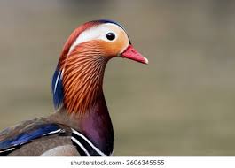 Attēlu rezultāti vaicājumam “Aix galericulata”