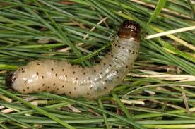 Attēlu rezultāti vaicājumam “Staurophora celsia”