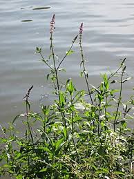 Attēlu rezultāti vaicājumam “Stachys palustris fruit”