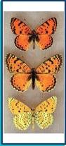 Attēlu rezultāti vaicājumam “Melitaea didyma male”