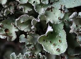 Attēlu rezultāti vaicājumam “Cetrelia sp.”