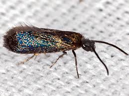 Attēlu rezultāti vaicājumam “Eriocraniidae”