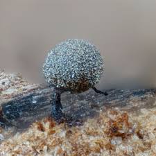 Attēlu rezultāti vaicājumam “Collaria arcyrionema”