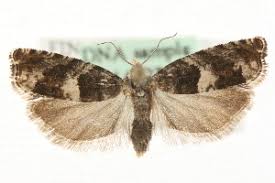 Attēlu rezultāti vaicājumam “Epinotia brunnichana”