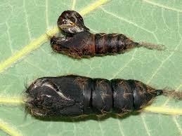 Attēlu rezultāti vaicājumam “Lymantria monacha pupa”