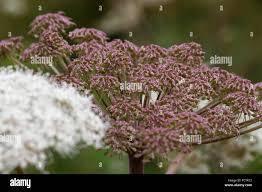 Attēlu rezultāti vaicājumam “Libanotis montana leaf”