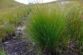 Attēlu rezultāti vaicājumam “Schoenus ferrugineus bud”